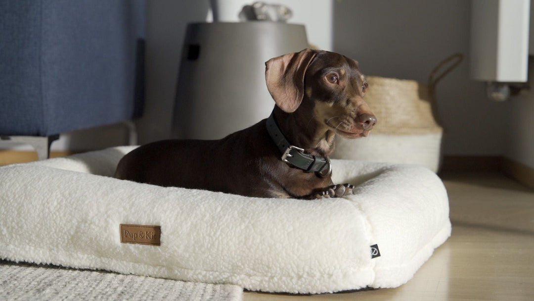 Creating a relaxing bedtime routine for your dog
