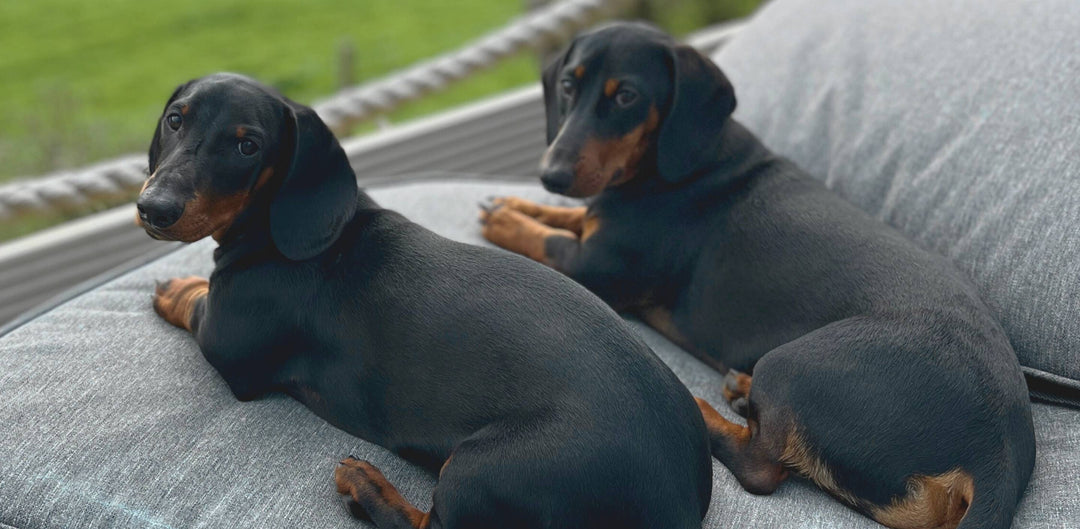 Woody & Monty Dachshund Dogs