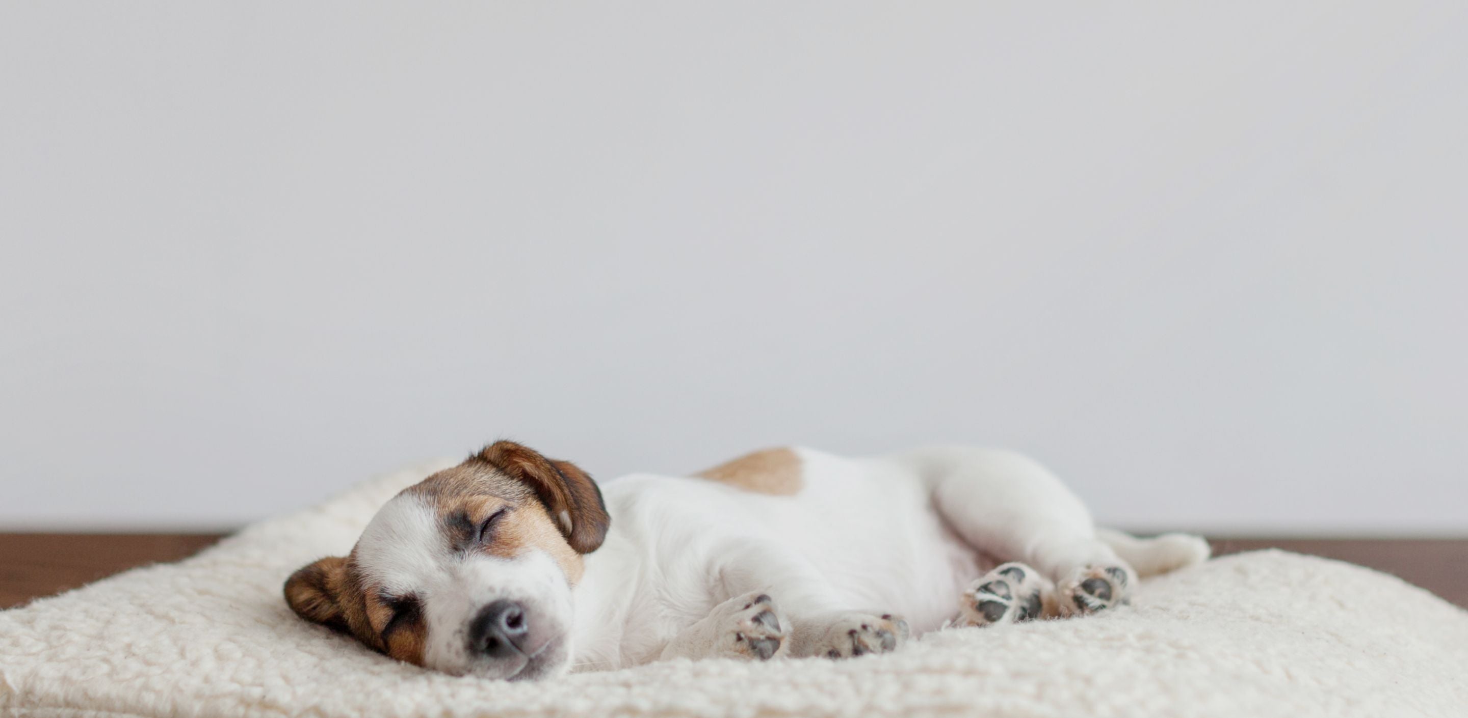 The importance of protecting your dog's bed