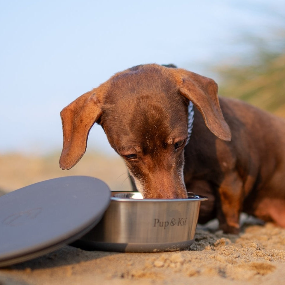 Lidded Portable Dog Bowl