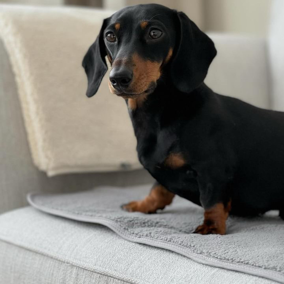 PetProtector Dog #colour_grey