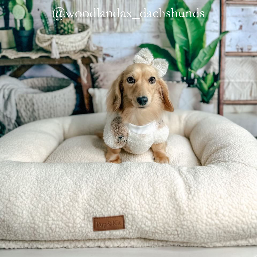 Dachshund sales dog bed